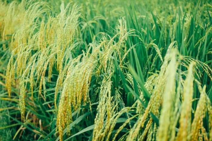 Close-Up Photo Of Rice Plains