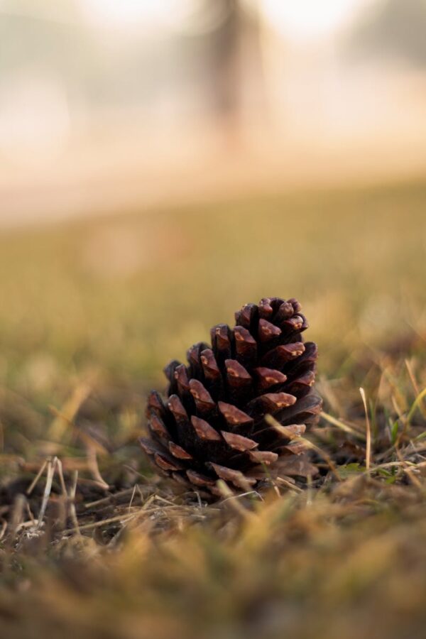 Brown Pine Cone On Grass