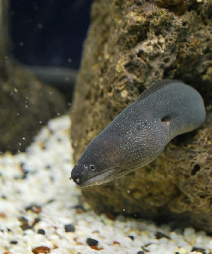 Black Eel Fish Hiding on Brown Coral